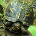 The Box Turtle and the Hitchiker by alophoto