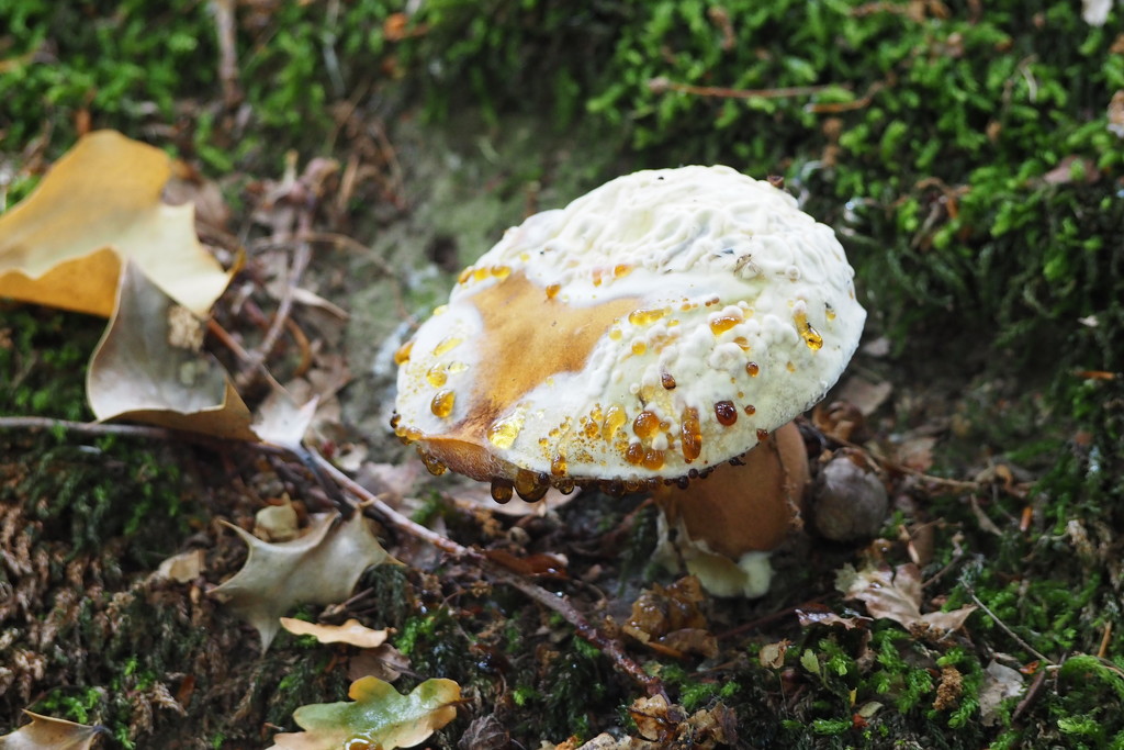 Caramel & Meringue Mushroom, Mycologists' Dessert? by s4sayer