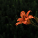 Rainy Day Tiger Lily by loweygrace
