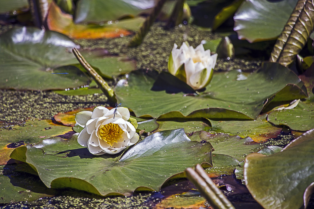Lily Pads by megpicatilly