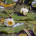 Lily Pads by megpicatilly