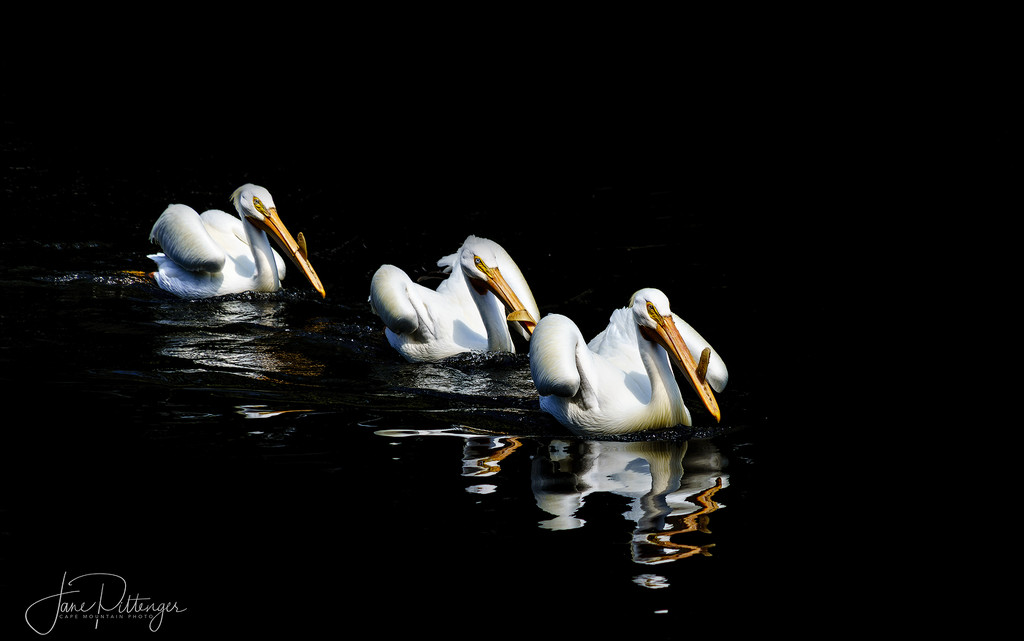 Three White Pelicans Swimming In Breeding Plumage copy by jgpittenger