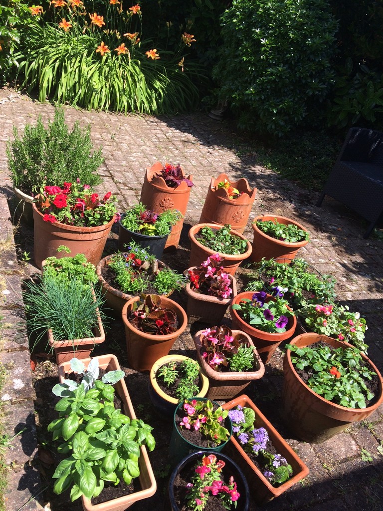 Finally - Pots Planted! by elainepenney