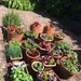 Finally - Pots Planted! by elainepenney