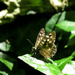 Little butterfly by m2016