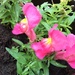 Snapdragons! by elainepenney
