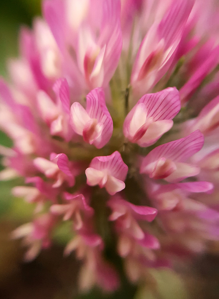 Red clover by m2016