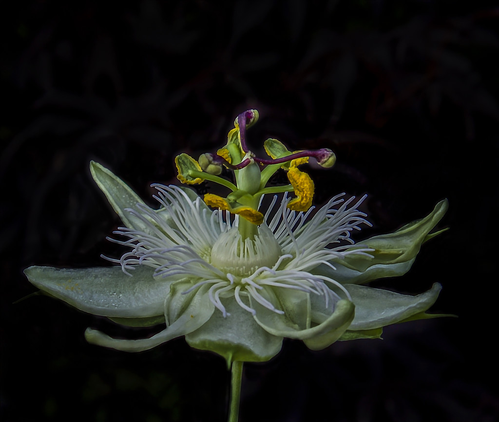Passion Flower. by tonygig