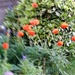 Poppies  by beryl