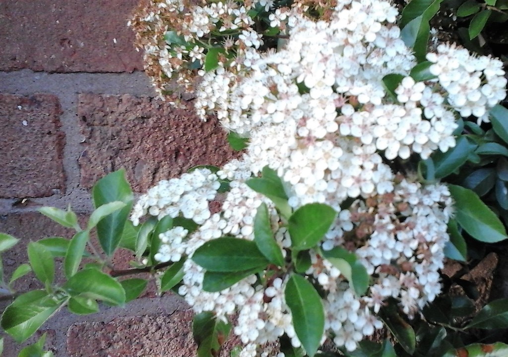 beautiful white blossom  by beryl