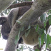 not snobbing, sleeping by koalagardens