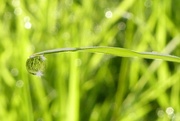 22nd Jun 2017 - In the Fields: morning dew on grass