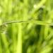 In the Fields: morning dew on grass by helenhall