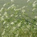 In the Fields:  cow parsley on show by helenhall