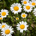 Roadside Daisies by tracymeurs