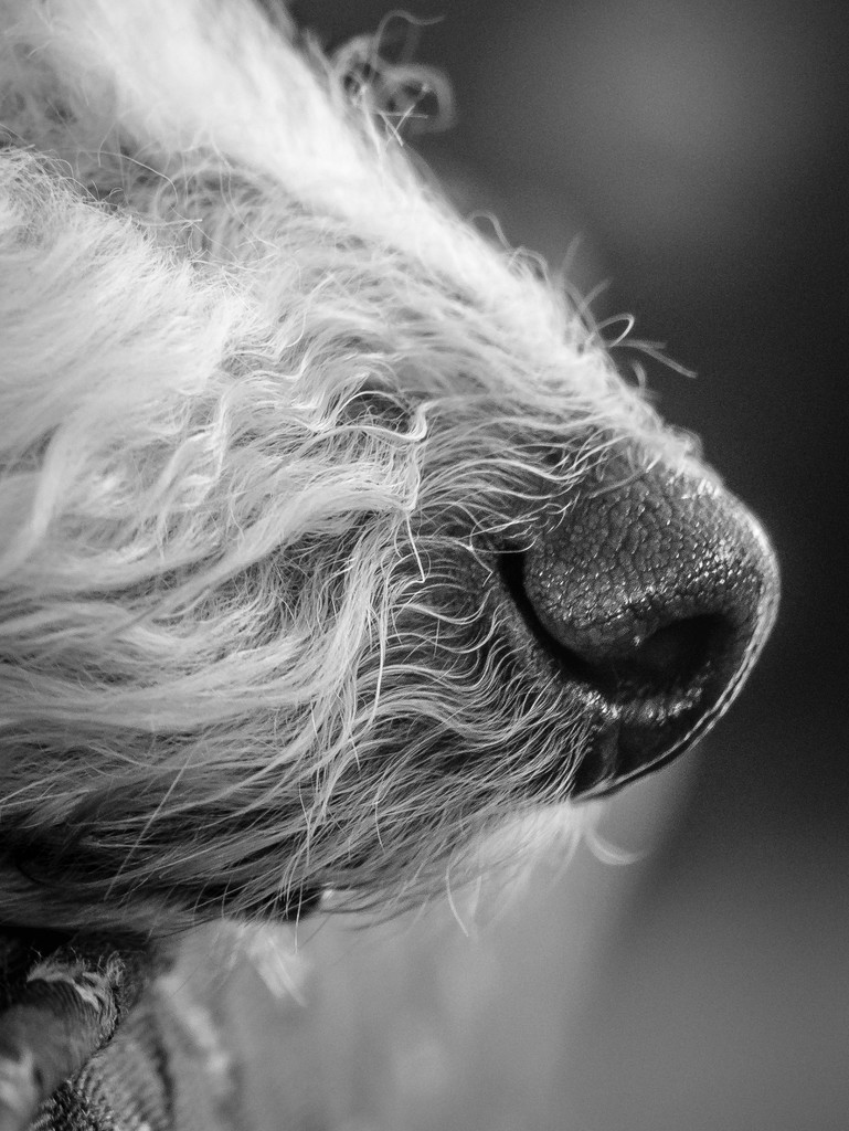 Sleeping Dog Nose by rosiekerr