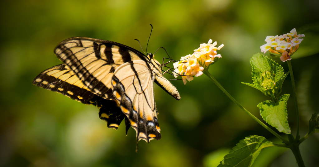 Eastern Tiger Swallowtail! by rickster549