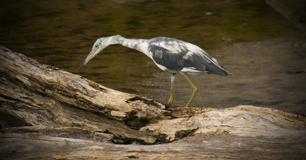 Juvenile Little Blue Heron! by rickster549