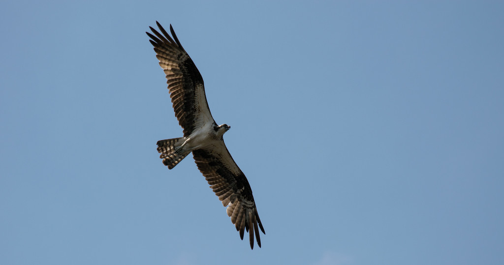 Osprey Floating Overhead! by rickster549