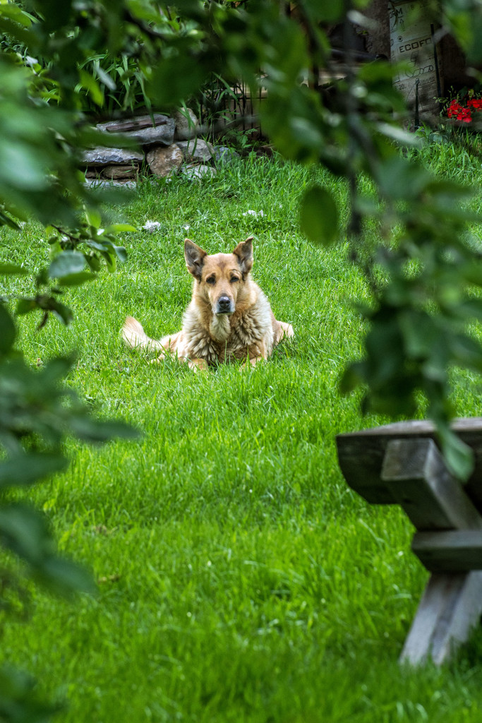 Cinnamon Is Framed by farmreporter