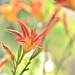  daylilies by lynnz