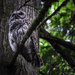 ~ The Owl ~ by crowfan