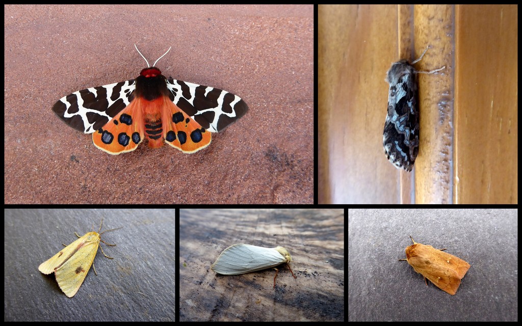 Mid june moths 1 by steveandkerry