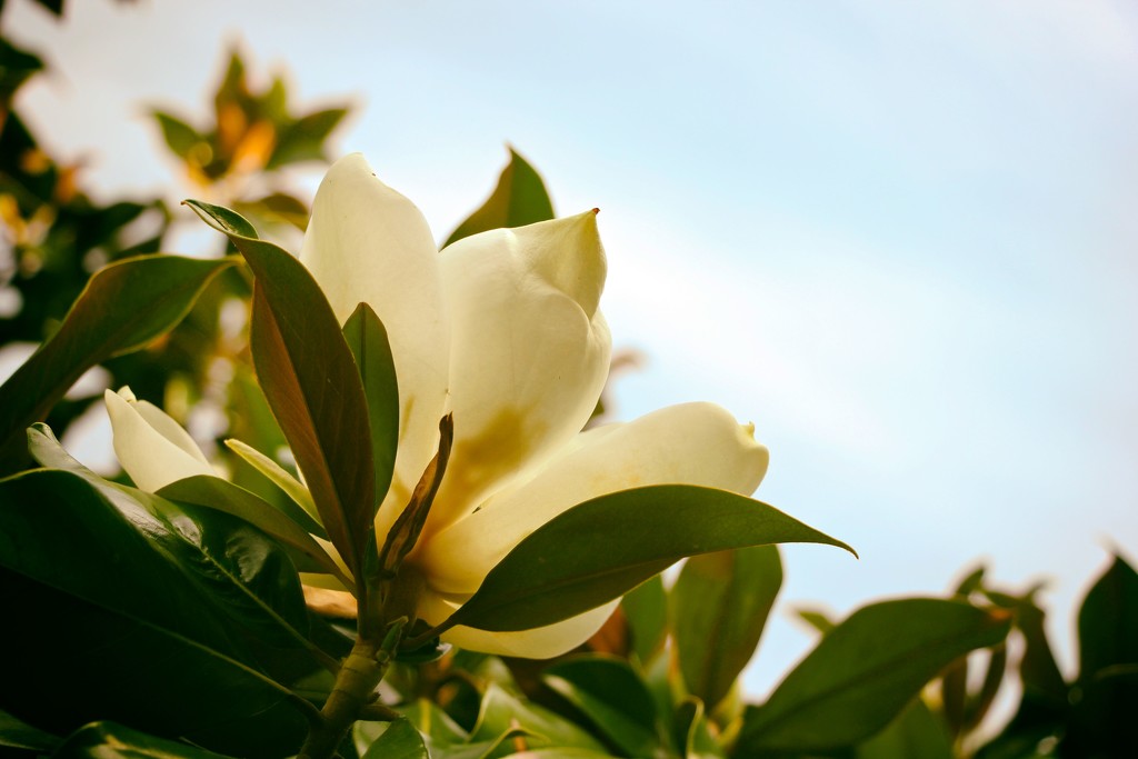 Magnolia by jamibann