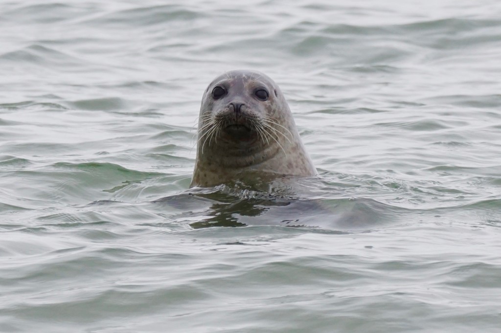 COMMON SEAL by markp