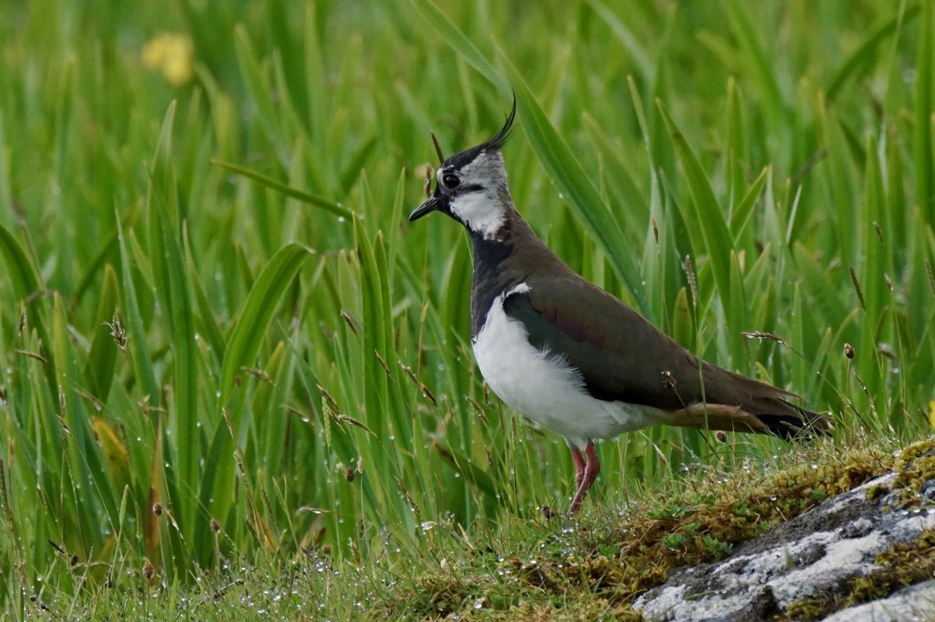 DAMP LAPWING by markp