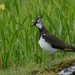 DAMP LAPWING by markp