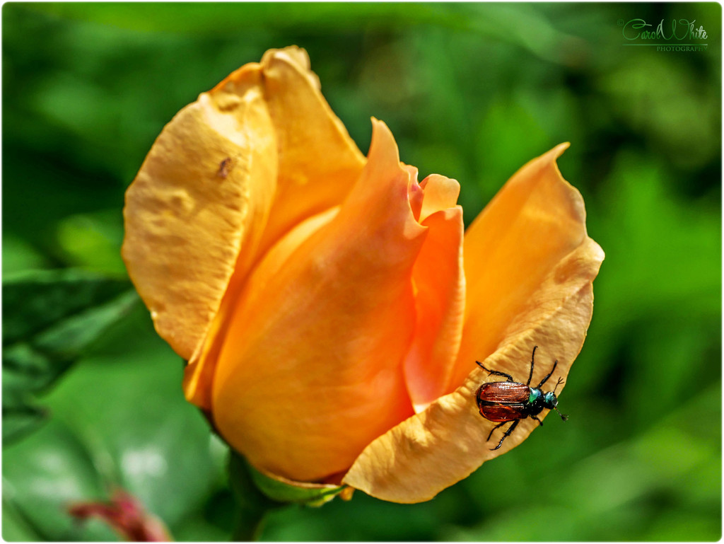 Rosebud And Bug by carolmw