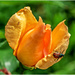 Rosebud And Bug by carolmw
