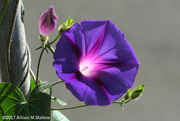 22nd Jun 2017 - Morning Glory