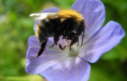 23rd Jun 2017 - DSCN2742 bee in blue flower