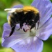 DSCN2742 bee in blue flower by marijbar