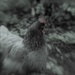 My Hen by motherjane