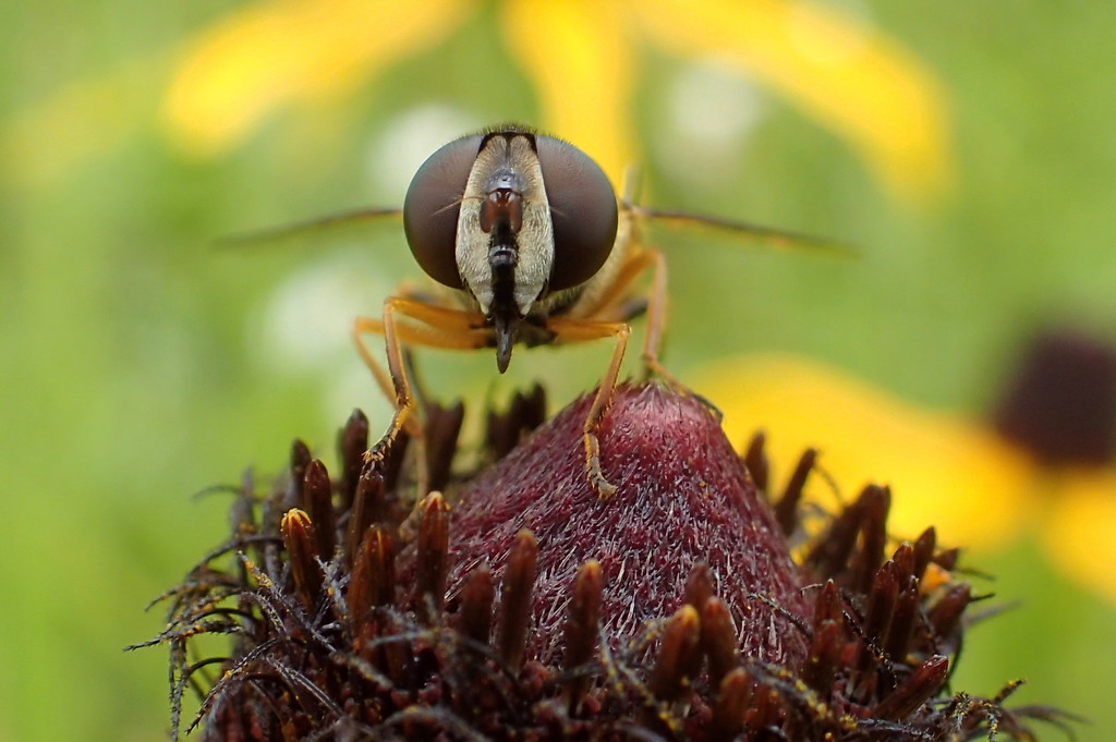 Hoverfly Face by cjwhite