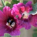 Bees by parisouailleurs