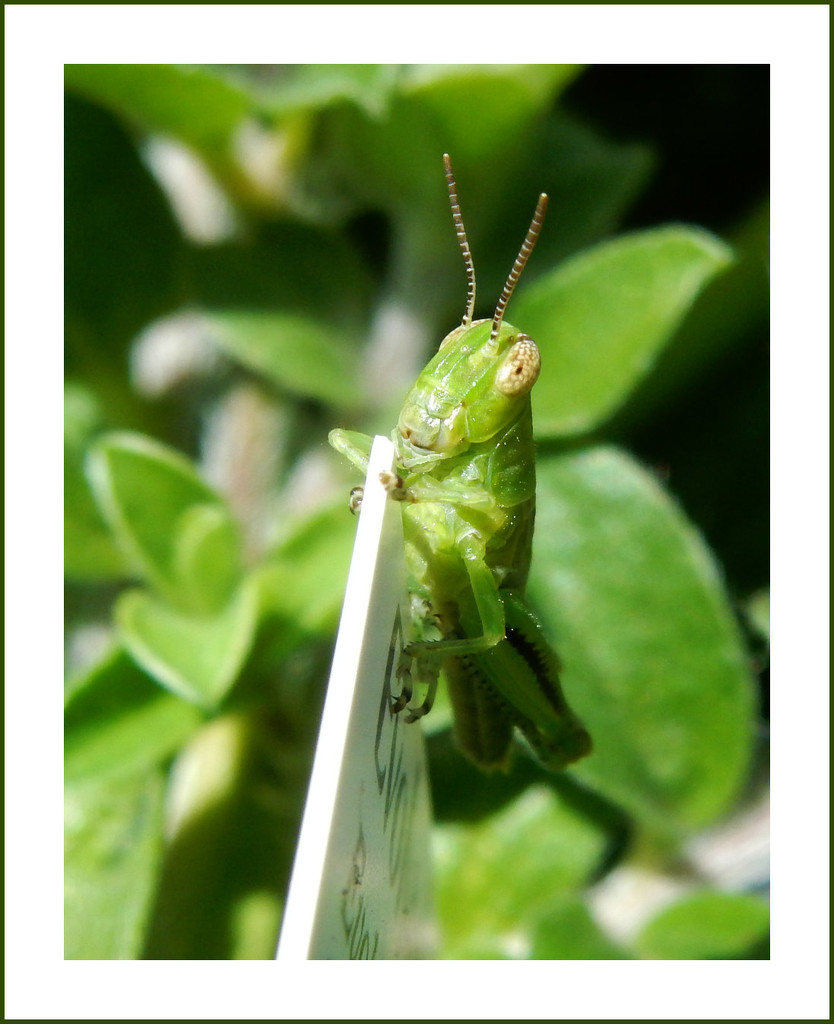 Grasshopper by mcsiegle