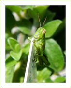 23rd Jun 2017 - Grasshopper