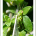 Grasshopper by mcsiegle