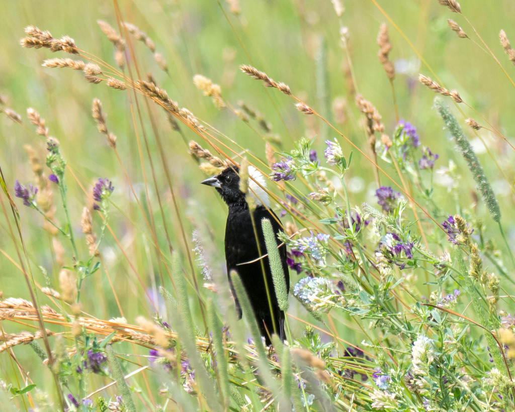 Bobolink and wildflowers by rminer