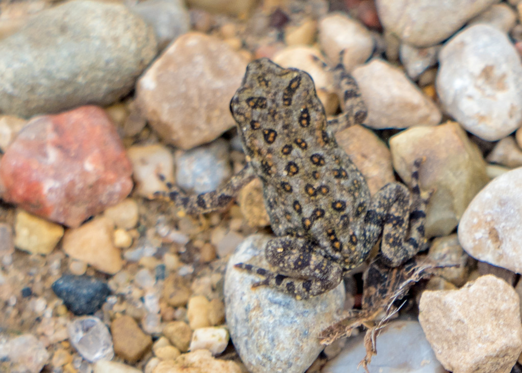 American Toad  by rminer
