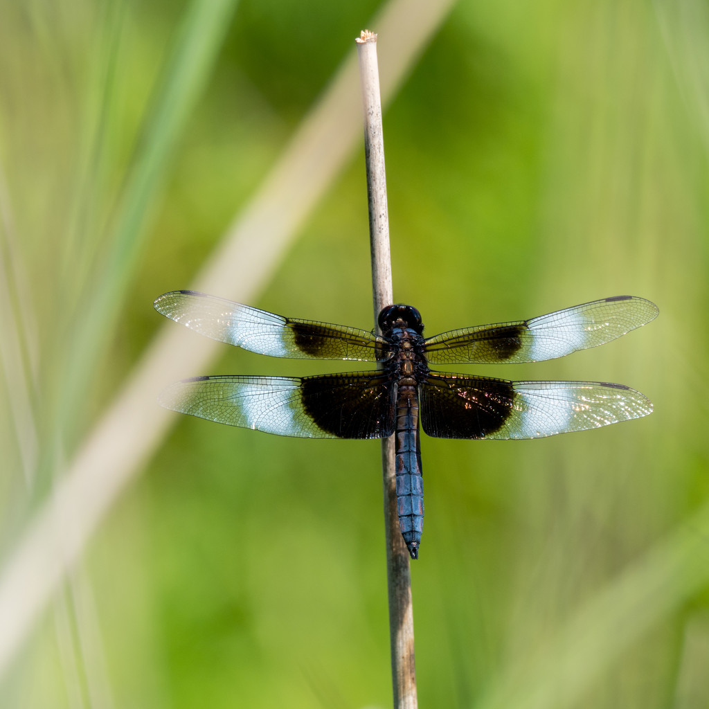 Dragonfly Blue on a stick by rminer