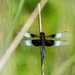 Dragonfly Blue on a stick by rminer