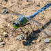 Dragonfly Blue Wide Darker by rminer