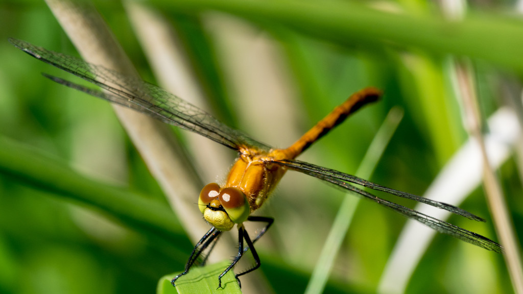 Dragonfly Orange Frontal Wide Closeup by rminer