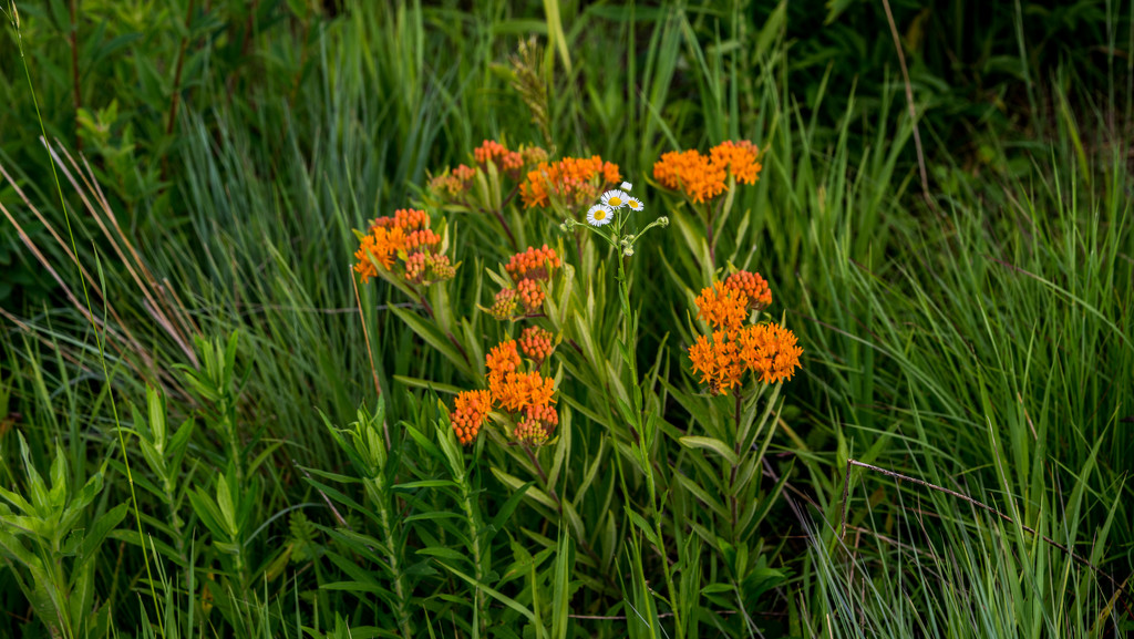 Fleabane and Butterfly Weed Wide by rminer