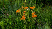 22nd Jun 2017 - Fleabane and Butterfly Weed Wide